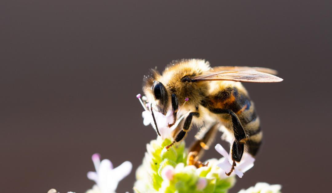 Bee careful, please